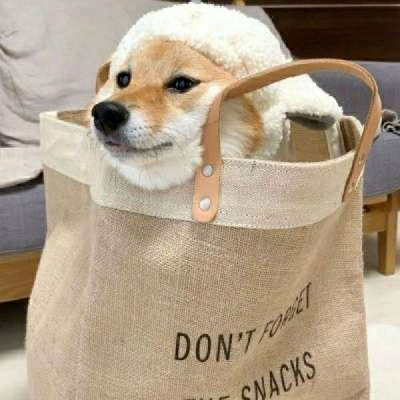柴犬头像搞笑霸气 可爱的柴犬狗头像图片