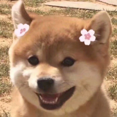 柴犬头像搞笑霸气 可爱的柴犬狗头像图片