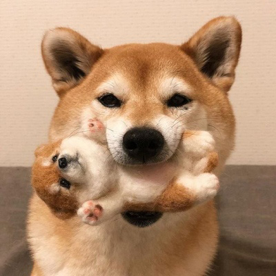 柴犬头像搞笑霸气 可爱的柴犬狗头像图片