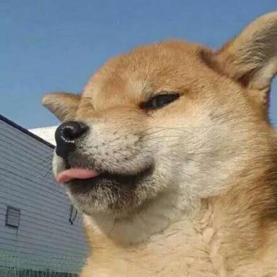 柴犬头像搞笑霸气 可爱的柴犬狗头像图片