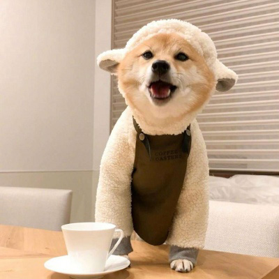 柴犬头像搞笑霸气 可爱的柴犬狗头像图片