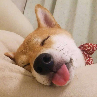 柴犬头像搞笑霸气 可爱的柴犬狗头像图片