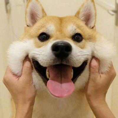 柴犬头像搞笑霸气 可爱的柴犬狗头像图片