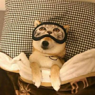 柴犬头像搞笑霸气 可爱的柴犬狗头像图片