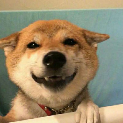 柴犬头像搞笑霸气 可爱的柴犬狗头像图片