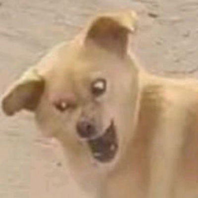 柴犬头像搞笑霸气 可爱的柴犬狗头像图片