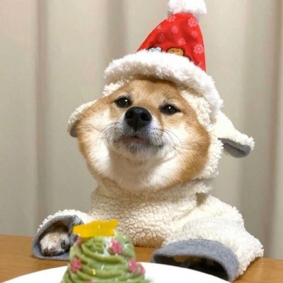 柴犬头像搞笑霸气 可爱的柴犬狗头像图片