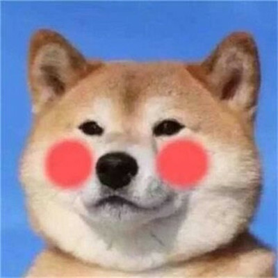 柴犬头像搞笑霸气 可爱的柴犬狗头像图片