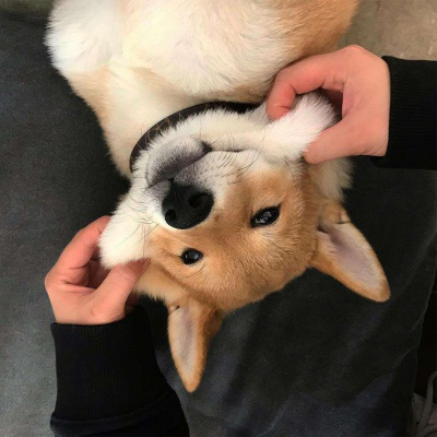 柴犬头像搞笑霸气 可爱的柴犬狗头像图片