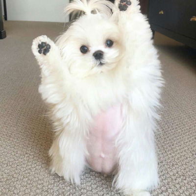 博美犬微信头像图片大全