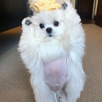 博美犬微信头像图片大全