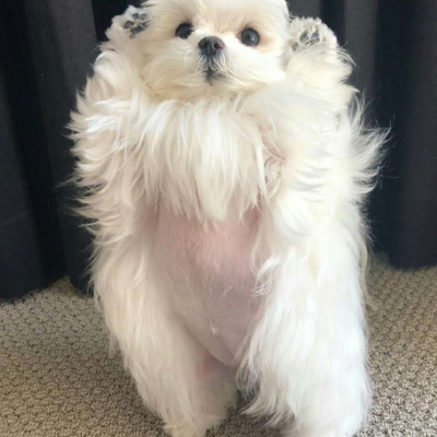 博美犬微信头像图片大全