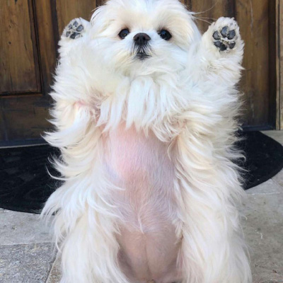 博美犬微信头像图片大全
