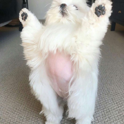 博美犬微信头像图片大全