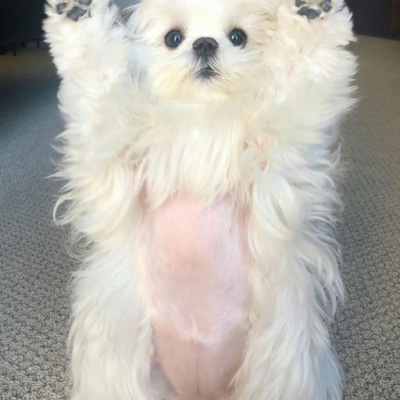 博美犬微信头像图片大全