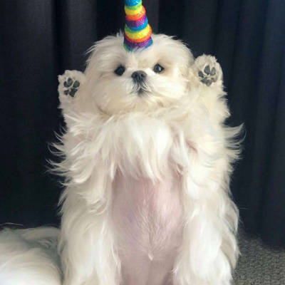 博美犬微信头像图片大全
