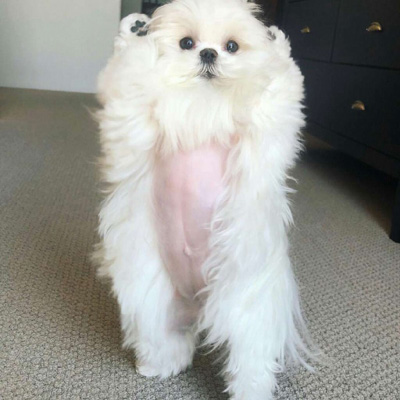 博美犬微信头像图片大全