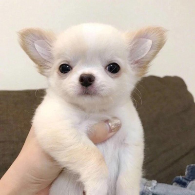 狗子头像 二狗子微信搞笑头像