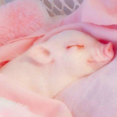 小猪头像图片大全可爱 2020猪猪微信头像