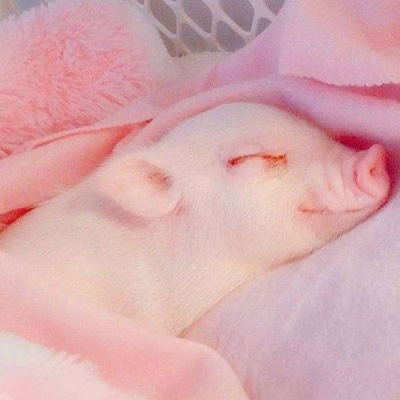 小猪头像图片大全可爱 2020猪猪微信头像