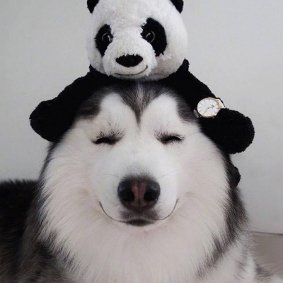 二哈头像搞笑图片大全