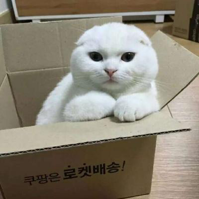 可爱的动物头像 2020呆萌小动物头像图片