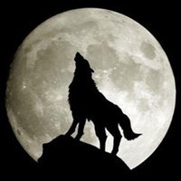 狼王头像霸气 野狼狼王图片大全