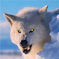 狼王头像霸气 野狼狼王图片大全