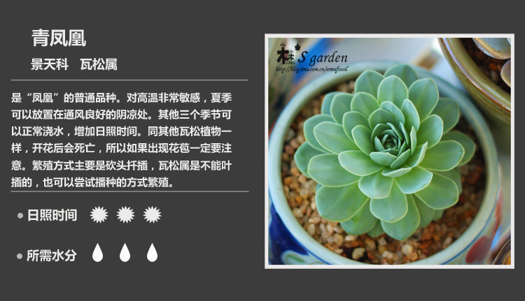 多肉植物品种大全图解图片