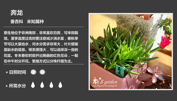 多肉植物品种大全图解图片