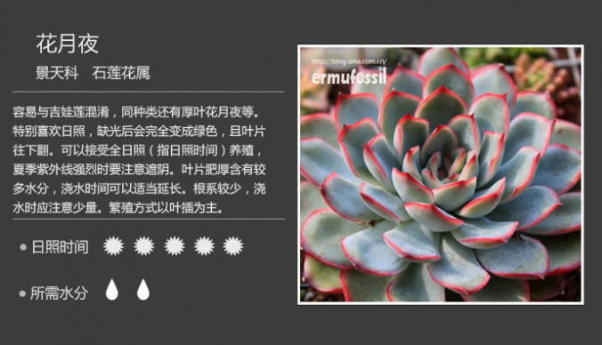 1000种多肉植物图鉴图片