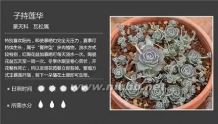 1000种多肉植物图鉴图片