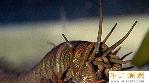 世界十大恐怖怪兽之谜,披着鱼鳞的猫发出毒气能瞬间致命(无比凶残图片