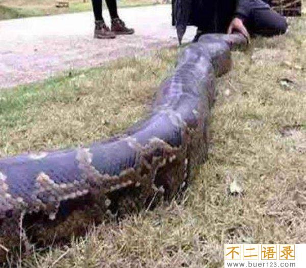桂平挖蛇事件 挖车司机直接被吓死了吗？（假新闻）图片