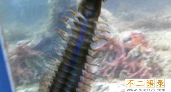 博比特虫的天敌是什么,博比特虫对人有危险吗?图片