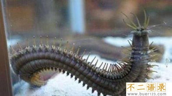 博比特虫的天敌是什么,博比特虫对人有危险吗?图片