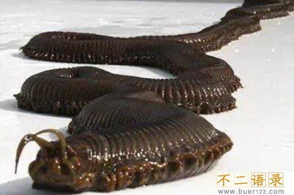 博比特虫的天敌是什么,博比特虫对人有危险吗?图片
