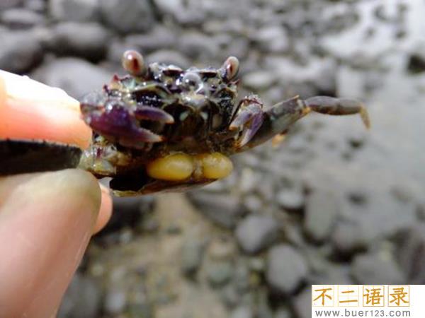 十大最恶心寄生虫 这十种虫子看了让人想吐（重口味）图片