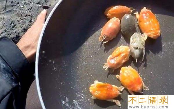 十大最恶心寄生虫 这十种虫子看了让人想吐（重口味）图片