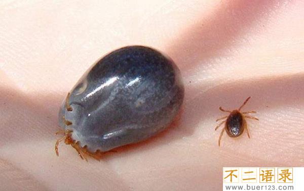 十大最恶心寄生虫 这十种虫子看了让人想吐（重口味）图片