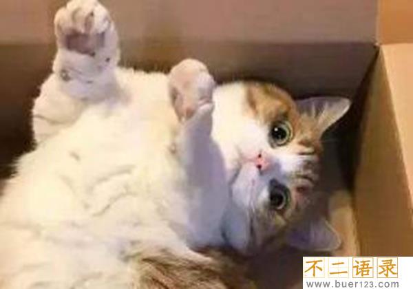 猫为什么会有踩奶的行为?猫咪踩奶表达了什么情绪图片