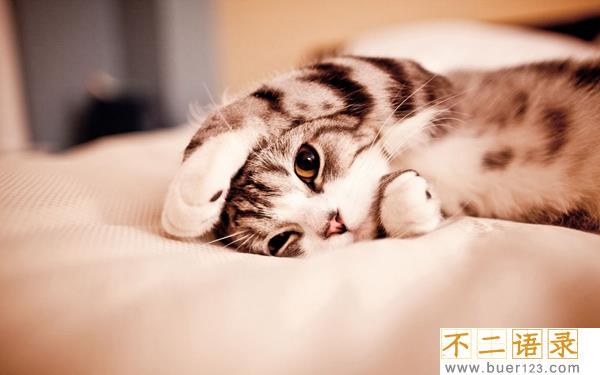 猫为什么会有踩奶的行为?猫咪踩奶表达了什么情绪图片
