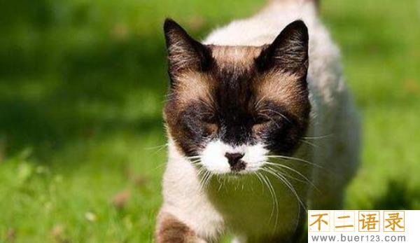 猫为什么会有踩奶的行为?猫咪踩奶表达了什么情绪图片