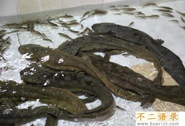 吃娃娃鱼会判几年 所有的娃娃鱼都不允许食用吗图片