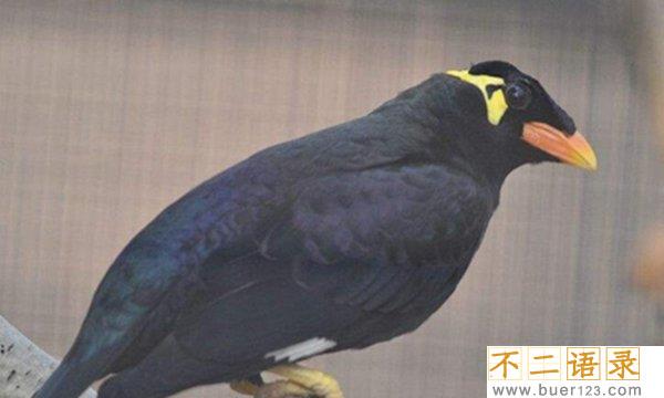 盘点养八哥鸟几大的忌讳，养八哥会旺风水吗？图片