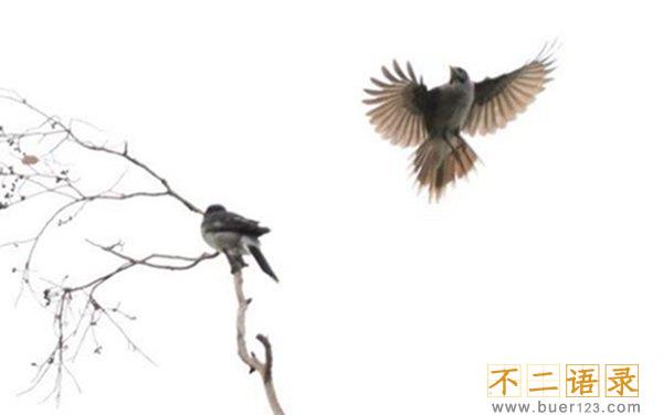 盘点养八哥鸟几大的忌讳，养八哥会旺风水吗？图片