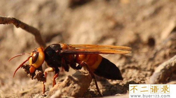 世界五大毒蜂：第一杀人蜂一口致命（1000多人丧命）图片