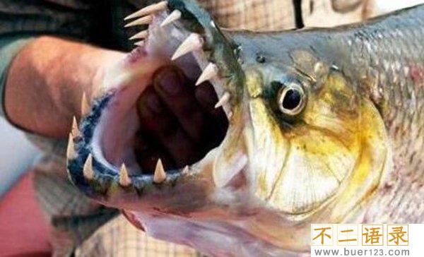 史上最恐怖的鱼类：虎鱼口大牙齿锋利（至少吃了500人）图片