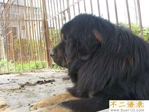 中国禁养名犬 藏獒忠心为何咬死主人图片