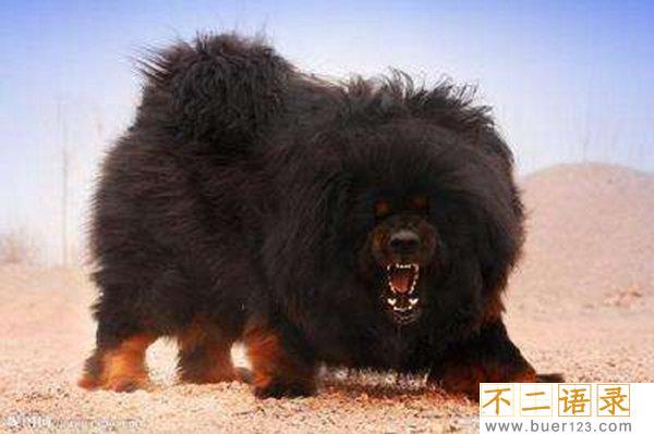 中国禁养名犬 藏獒忠心为何咬死主人